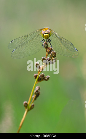 Gefleckte Darter, Sympetrum Depressiusculum Sumpf Heidelibelle Stockfoto
