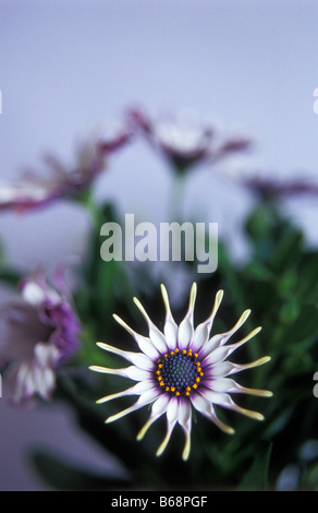 Osteospermum Philip weißen Löffel Stockfoto