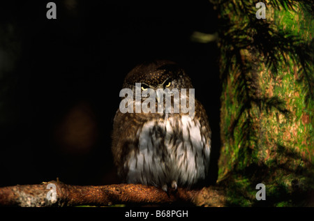 Eurasische Pygmy-Eule in der Dämmerung Stockfoto