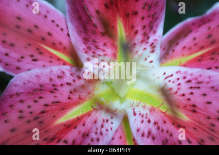 Rosa Tiger Lily Stargazer Stockfoto