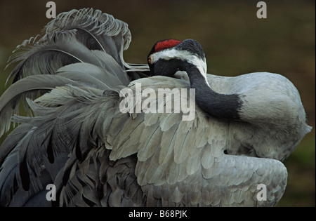 Kran, putzen Stockfoto