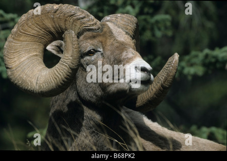 Dickhornschafbock (Ovis canadensis), Porträt von unten, prominentes Auge, Jasper National Park, Alberta, Kanada. Stockfoto