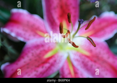 Rosa Tiger Lily Stargazer Stockfoto