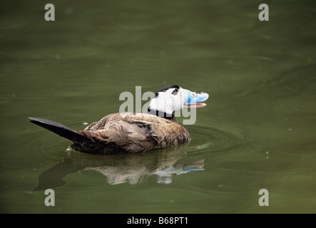 Weiße Spitze Ente Oxyura Leucocophala Bilder aus dem Monat in Spanien Stockfoto