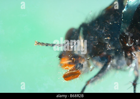 Zusammenarbeit, fliegen, Hexamerinaufnahme Erythrocephala. Unterseite Blick auf offene Zunge saugen Wasser Stockfoto