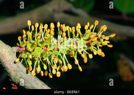 Johannisbrotbaum, Ceratonia Siliqua. Männliche Blüte Stockfoto