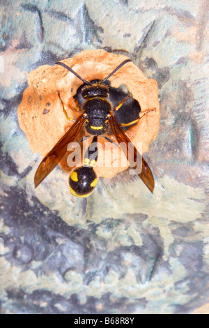 Gesundheit Potter Wasp, Eumenes coarctatus. Das Nest mit Schlamm bauen, Blick von oben Stockfoto
