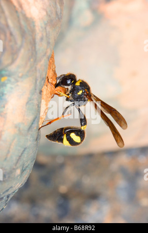 Gesundheit Potter Wasp, Eumenes coarctatus. Er baut sein Nest mit Schlamm Stockfoto