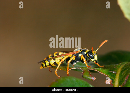 Papier-Wespe, Polistes Gallicus. Auf Blatt Stockfoto