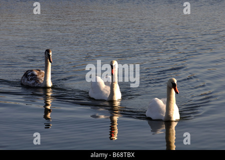 Stummschalten Sie Schwäne bei Pitsford Wasser, Northamptonshire, England, UK Stockfoto