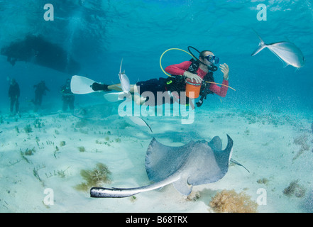 Cayman-Inseln Grand Cayman Insel Herr Unterwasserblick Taucher und südlichen Stingray Dasyatis Americana in Untiefen Stockfoto