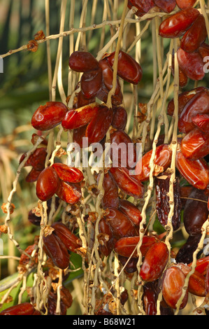 Reife Datteln auf der Dattelpalme, Phoenix Dactylifera, Sultanat von Oman Stockfoto