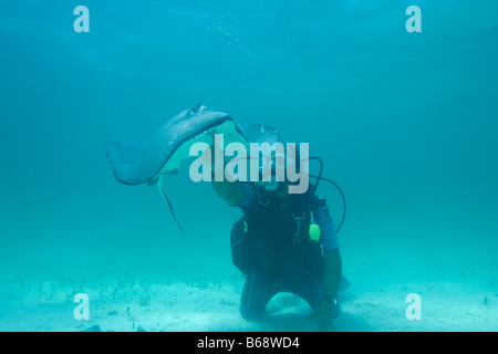 Cayman-Inseln Grand Cayman Insel Unterwasser Blick auf Taucher und südlichen Stingray Dasyatis Americana im seichten Wasser Stockfoto
