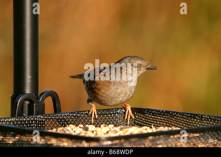 Heckenbraunelle Prunella Modularis ernähren sich von Samen an Gartenvogel Tisch Stockfoto