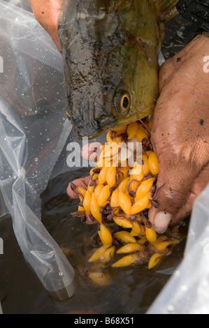 Arowana oder Arahuana Osteoglossum Bicirrosum Babys mit Eigelb Säcke Stockfoto