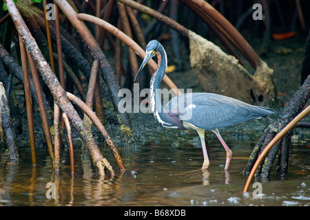 Ein Tri-farbige Reiher watet unter den Wurzeln der Mangrovenbäume in den Everglades von Florida. Stockfoto