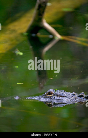 Ein Alligator Alligator Mississipiensis verbirgt sich unter der Oberfläche in den Florida everglades Stockfoto