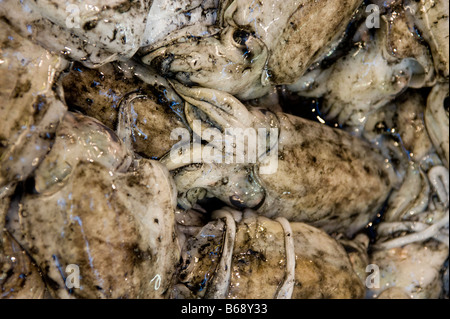 Tintenfisch in ihrer Farbe an der Tsukiji-Fischmarkt in Tokio, Japan. Stockfoto