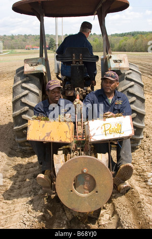 Zwei jamaikanischen Männer Pflanzen Erdbeere von der Rückseite eines Traktors während ein anderer Mann Laufwerke Stockfoto