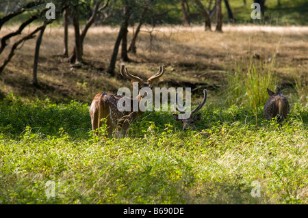 Gefleckte Rehe Ranthambhore National Park Rajasthan Indien Stockfoto