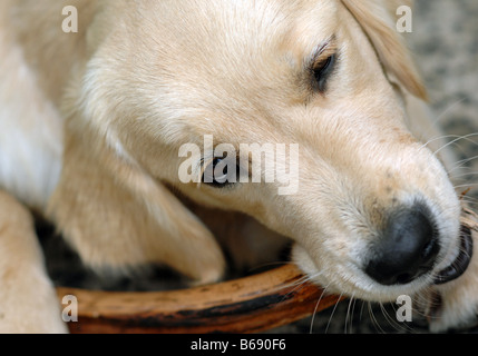 Einen 6 Monate alten Golden Retriever kaut Rinde und Stöcke Stockfoto