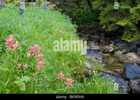 USA Alaska Misty Fjords National Monument Indian Paintbrush und anderen Wildblumen blühen in üppigen Küste Wiese Bach entlang Stockfoto