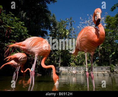 Bahamas New Providence Island Nassau Karibik Flamingos Phoenicopterus Ruber Ardastra Gardens Stockfoto