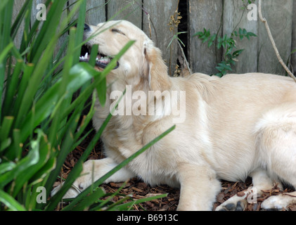 Einen 6 Monate alten Golden Retriever liegt im Garten und kaut Rinde und Stöcke Stockfoto