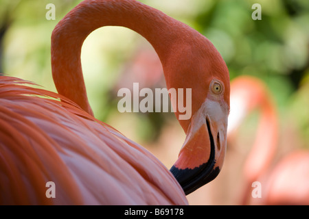 Bahamas New Providence Island Nassau Karibik Flamingos Phoenicopterus Ruber Ardastra Gardens Stockfoto