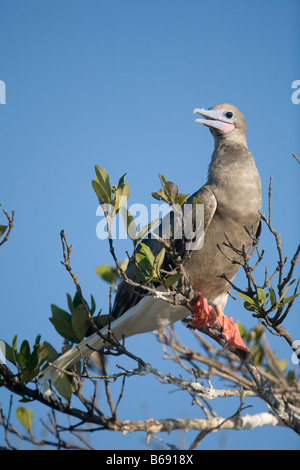 Cayman-Inseln Little Cayman Island Red footed Boobies Sula Sula Verschachtelung entlang Booby Pond bewahren Stockfoto