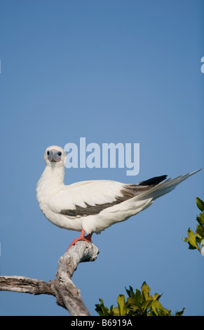 Cayman-Inseln Little Cayman Island Red footed Boobies Sula Sula Verschachtelung entlang Booby Pond bewahren Stockfoto