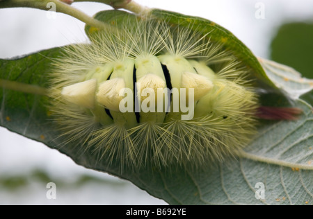 Blasse Tussock Moth Caterpillar auf Blatt Stockfoto