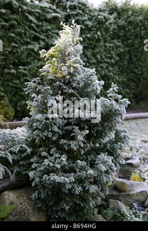 Zwerg-Tanne in Frost bedeckt Stockfoto