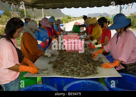 Landwirtschaftliche Arbeiterinnen, die Süßwassergarnelen sortieren. Black Tiger Garnelen eine mehrere Milliarden Dollar teure Exportindustrie in Thailand, Asien. Stockfoto