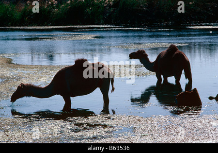 Oman-Kamele Fütterung im Sumpfgebiet in der Nähe von Salalah im Süden des Landes Stockfoto