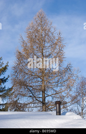 Schnee auf dem Dach mit Kamin und Lärche Baum Stockfoto