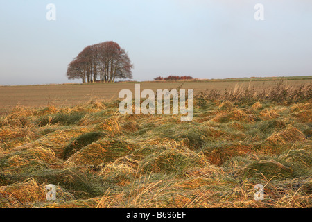 Baumbestand der Buchenbäume entlang des Ridgeway National Trail bei Marlborough, Wiltshire, England, Großbritannien Stockfoto