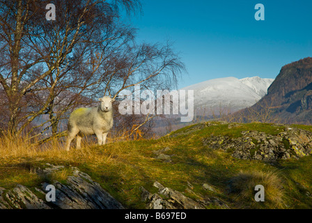 Herdwick Schafe in der Nähe von Ufer des Derwent Water, mit Blencathra im Hintergrund, Nationalpark Lake District, Cumbria, England UK Stockfoto
