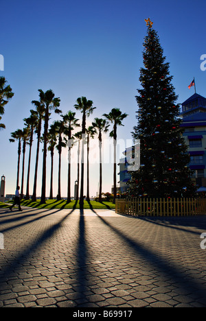 Cluster von Palmen und einem Weihnachtsbaum Schatten vor der Sonne Jack London Square Oakland Kalifornien Stockfoto