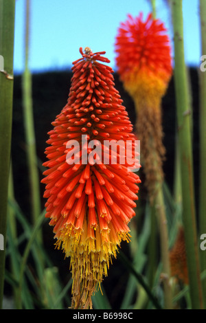 Kniphofia 'rote heiße Poker', Blumen Stockfoto