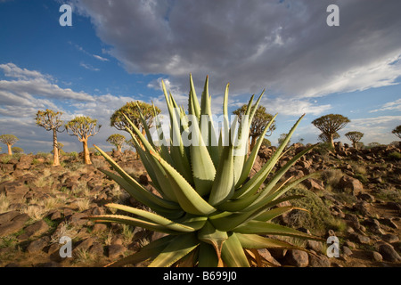 Afrika Namibia Keetmanshoop untergehenden Sonne leuchtet Aloe Planeten Aloe Littoralis und Quiver Tree Aloe Dichotoma in Kokerboomwoud Stockfoto