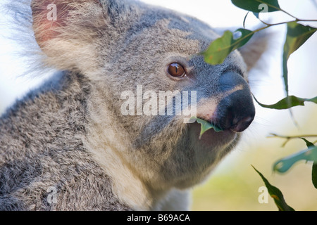 Koala Gum Blätter zu essen Stockfoto