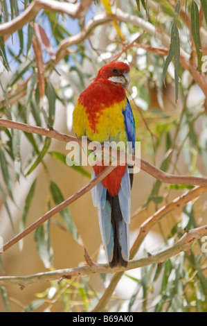 Eastern Rosella, "Platycercus Eximius" Stockfoto