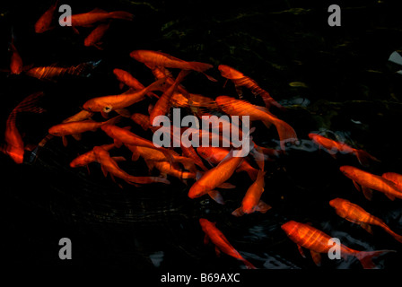 Surreale schillernden orange Koi plätschernden Wasser des dramatischen Fischteich im Inneren ich M Pei entwickelt neue Suzhou Museum Stockfoto