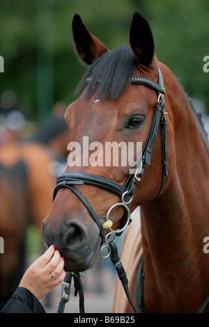 Kontakt zwischen Mensch und Pferd Stockfoto