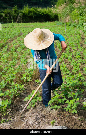 Bauer arbeitet in einem Feld, Emerald Valley, Huangshan, Anhui Provinz, China Stockfoto