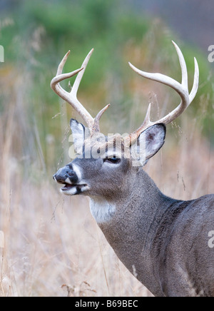 Trophäe Whitetail Deer Umwelt Porträt Stockfoto