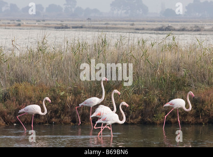 Flamingos im Wasser in der Nähe von St Marie De La Mer in Frankreich Camargue, Frankreich, Europa Stockfoto