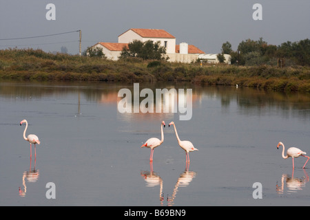 Flamingos im Wasser in der Nähe von St Marie De La Mer in Frankreich Camargue, Frankreich, Europa Stockfoto