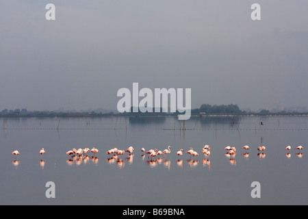 Flamingos im Wasser in der Nähe von St Marie De La Mer in Frankreich Camargue, Frankreich, Europa Stockfoto